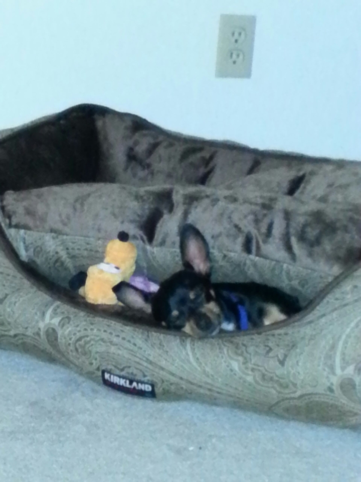 doggy dreams