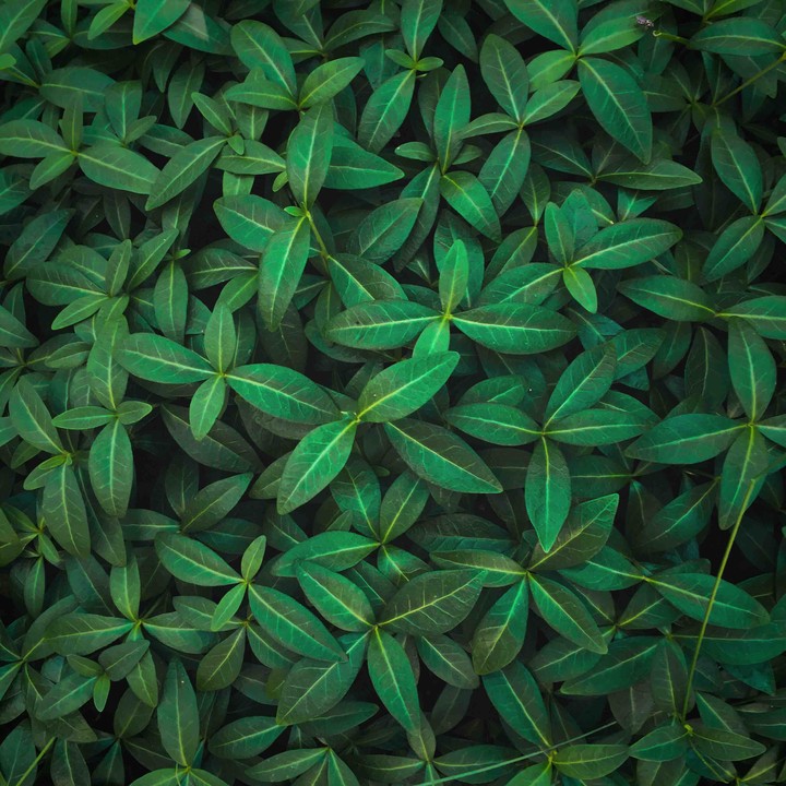 Green texture of nature