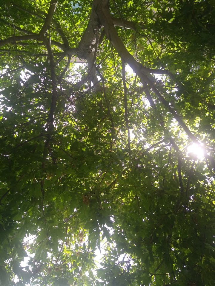 Through the Branches