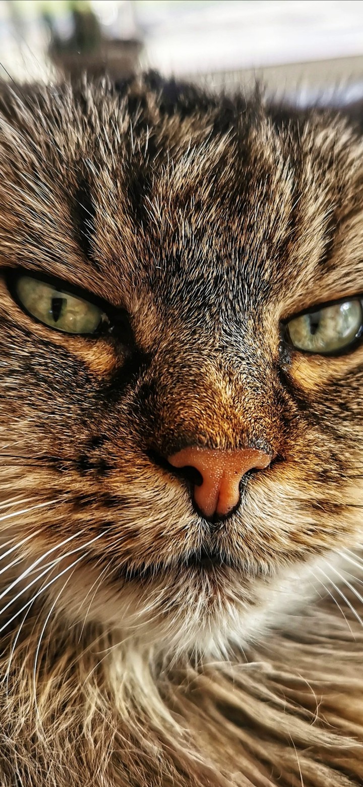 Nala