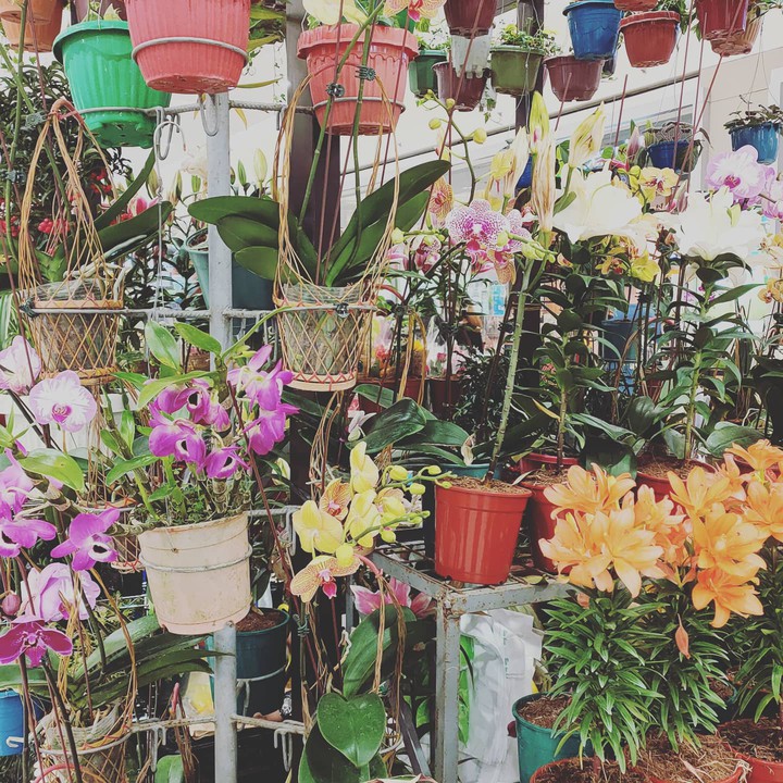 flowers