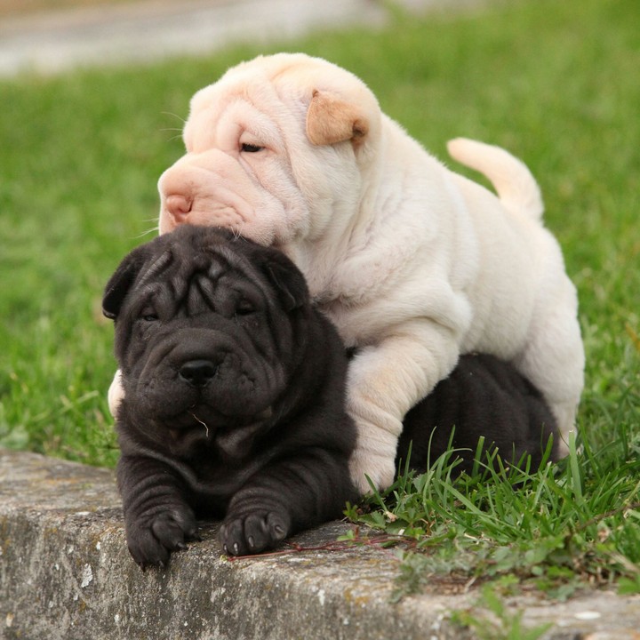 puppies