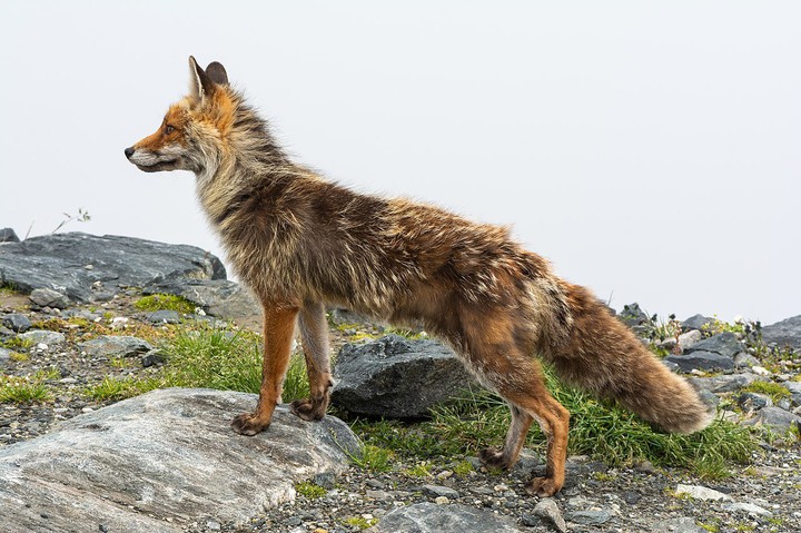 Raposa-vermelha (Vulpes vulpes)
