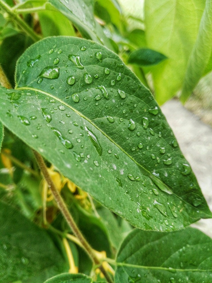Leaf