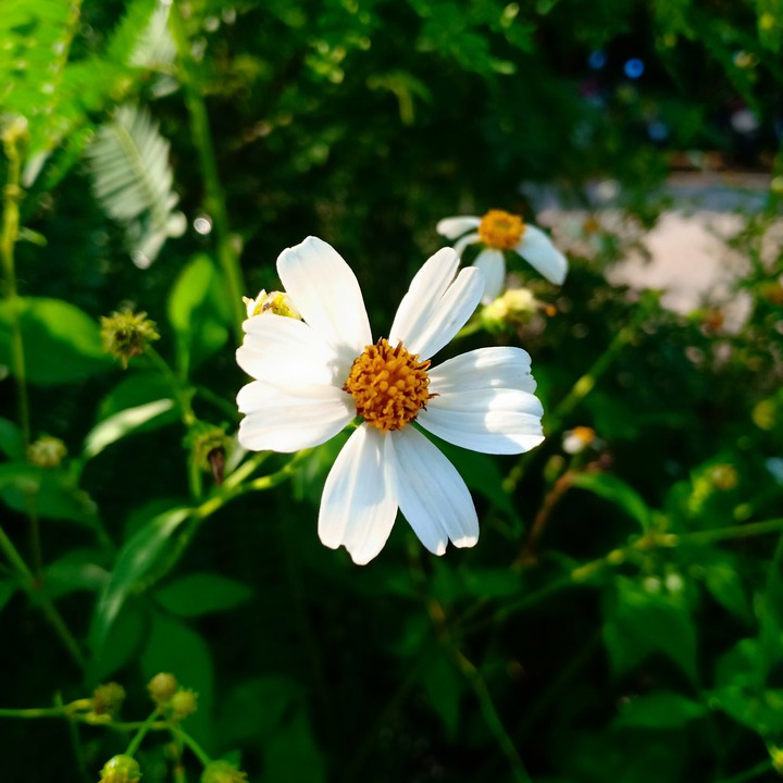 Beautiful Flower