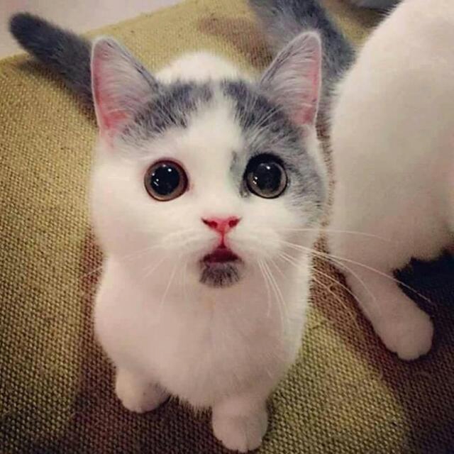Cat loves