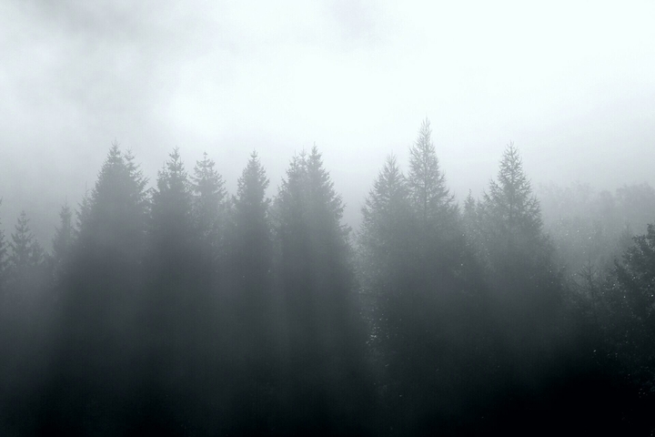 thefog