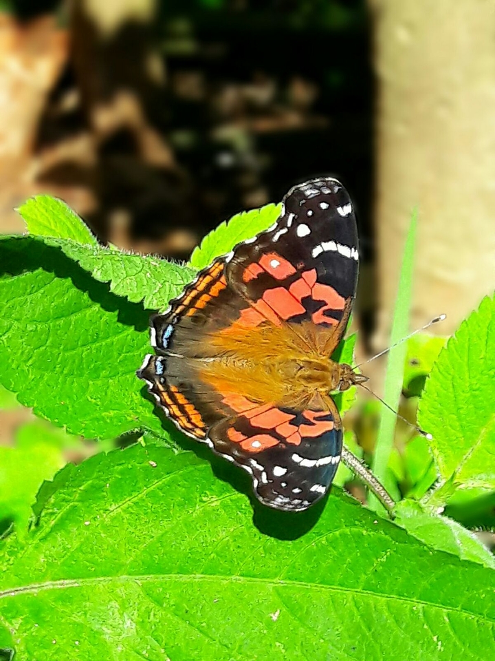 Butterfly