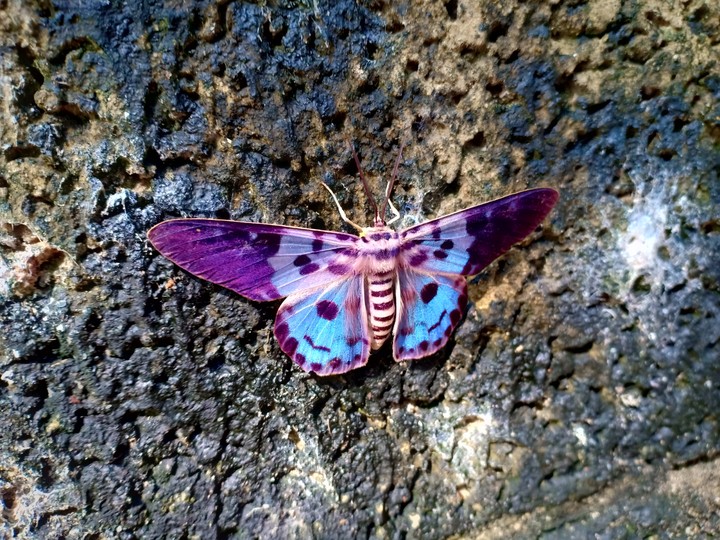 batterfly
