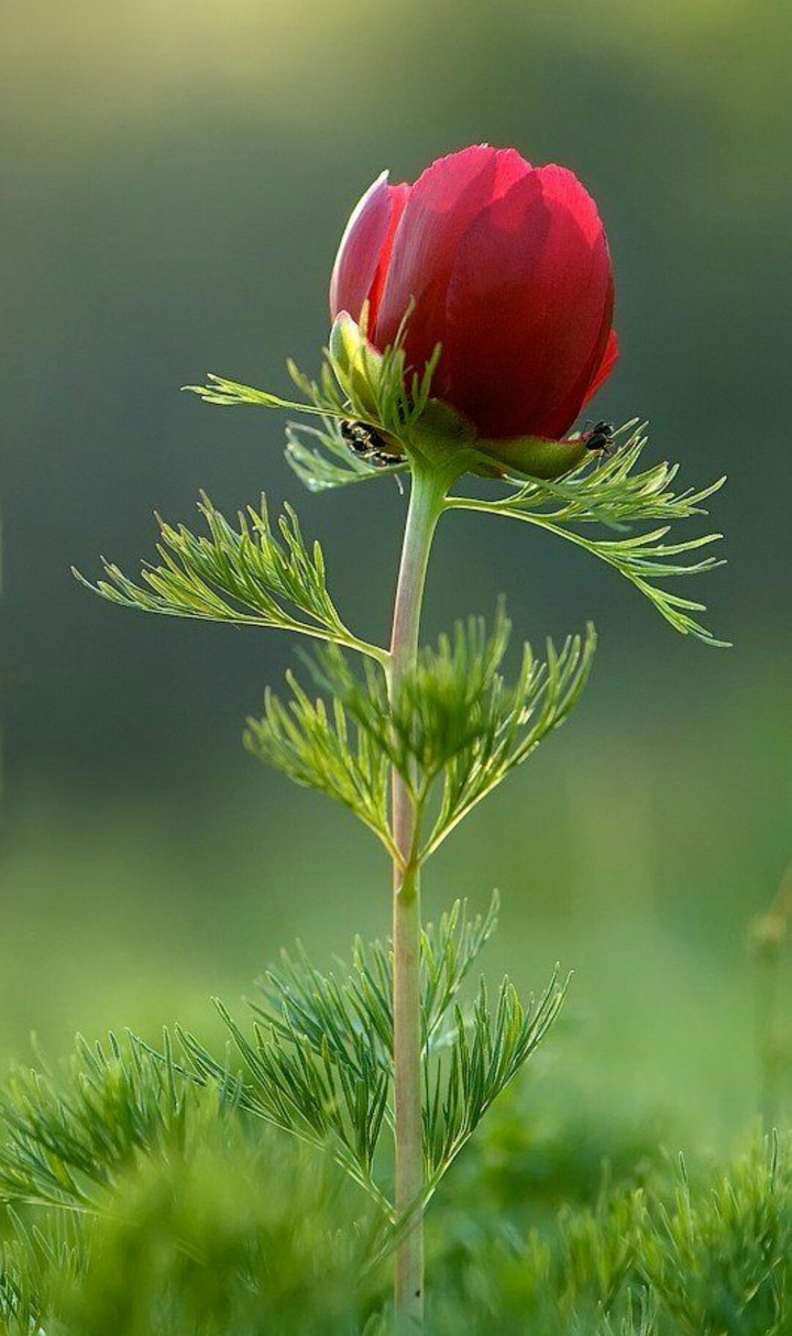 red rose