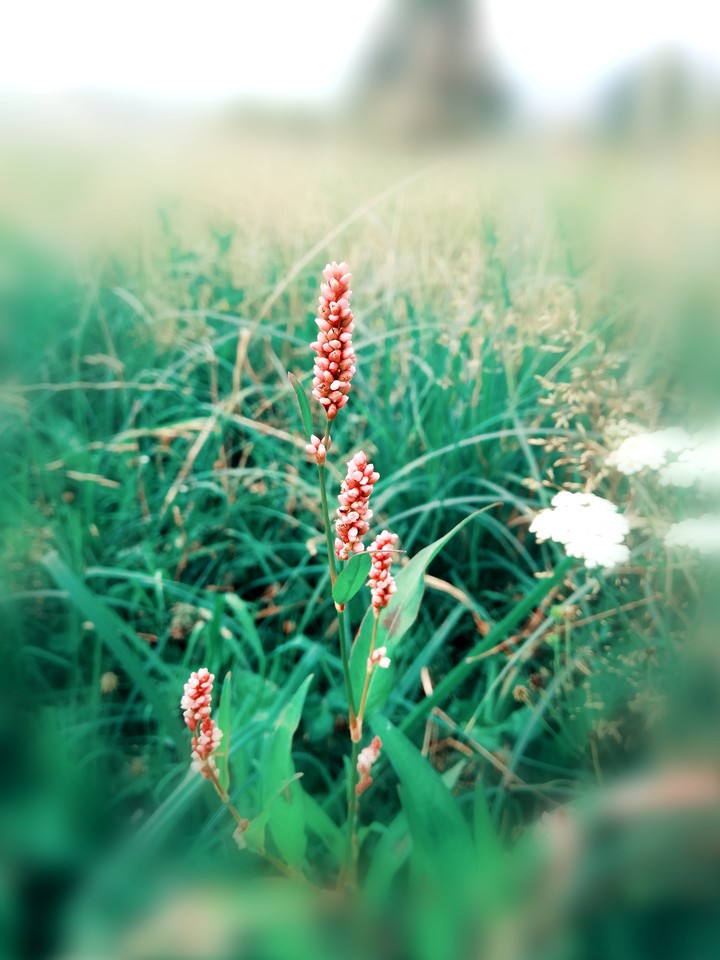 mountain flower