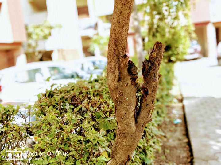 golden tree
