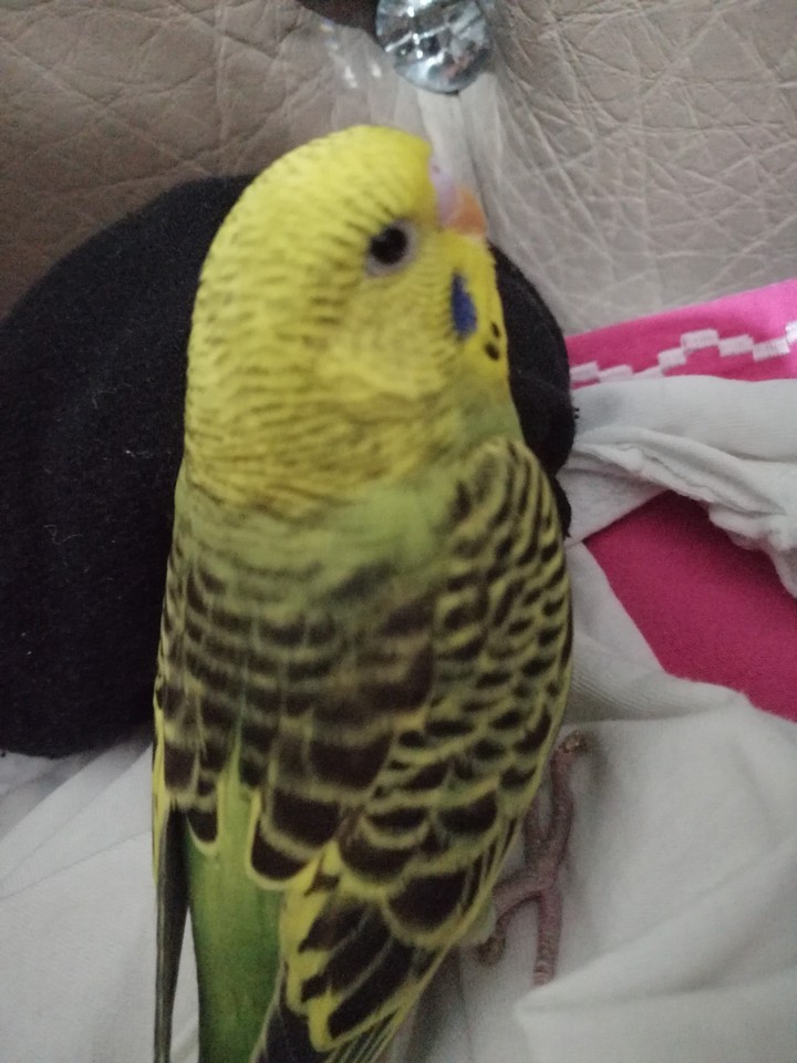 my bird
