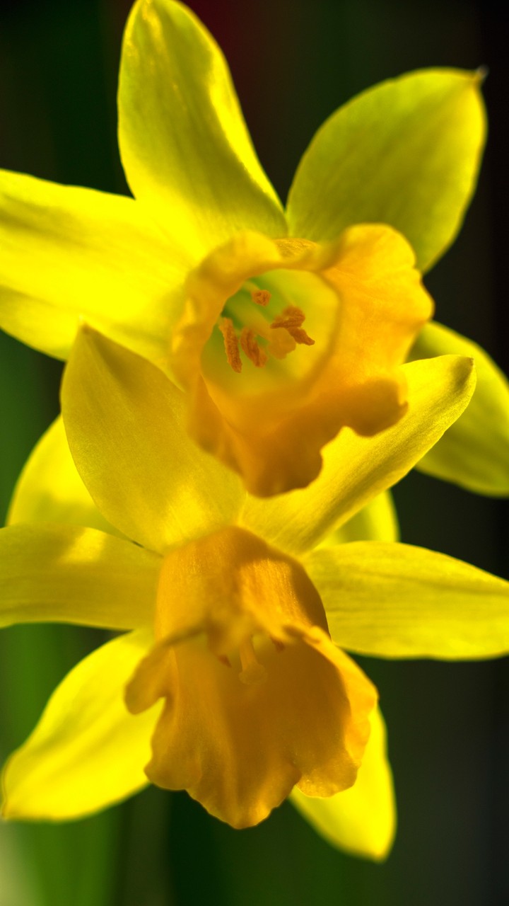Yellow Flower