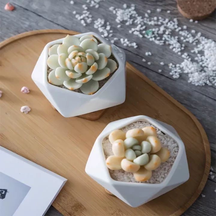 succulents