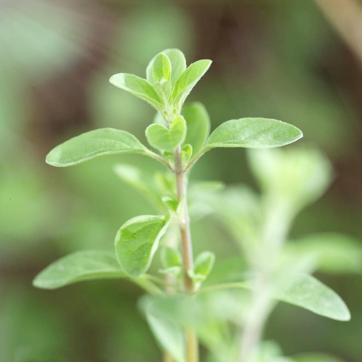 plants
