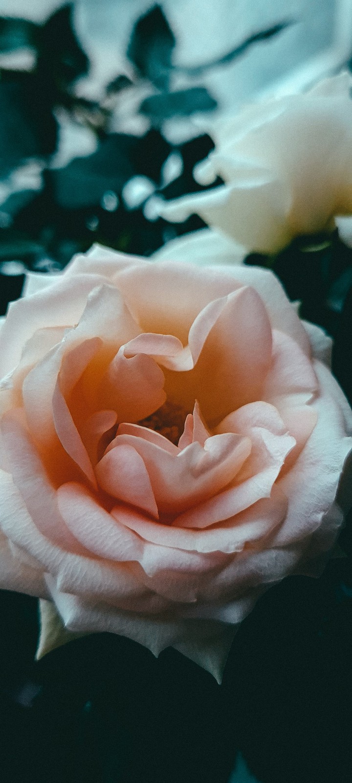 роза / rose