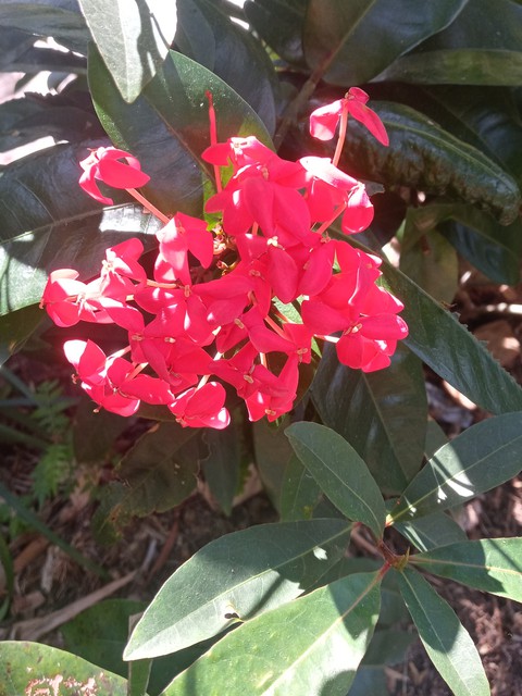 papéis de parede plant, magenta