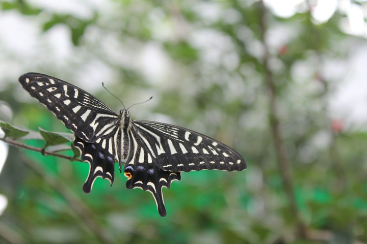 butterfly