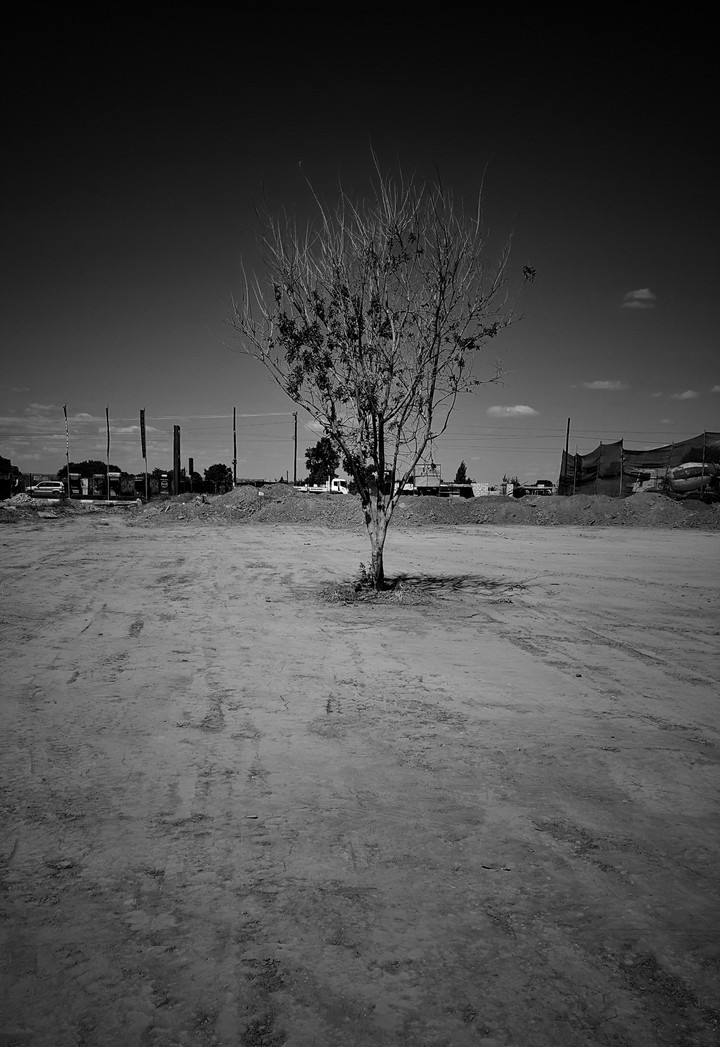 the lonely tree