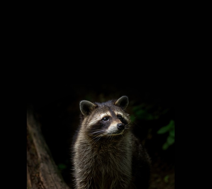 Animal