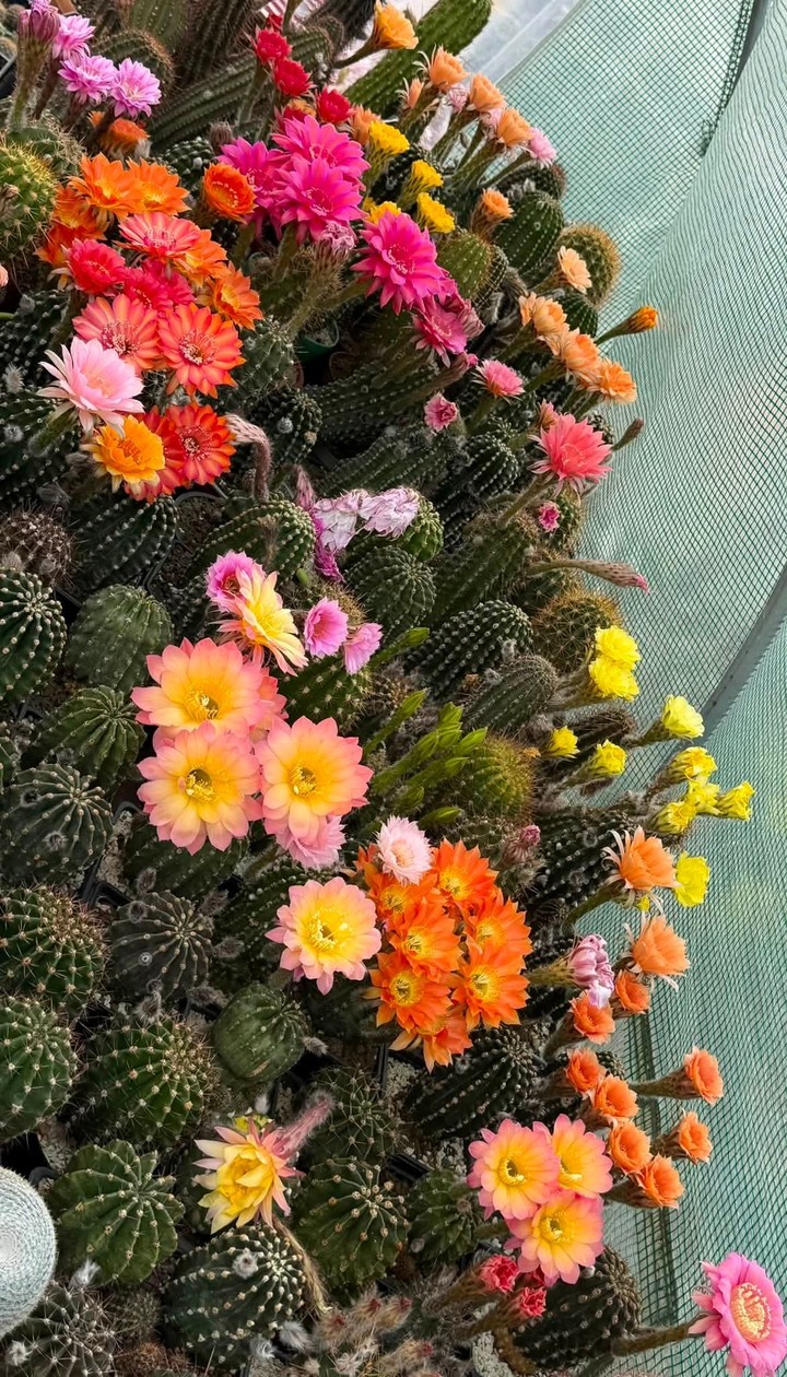 тапети caryophyllales, petal
