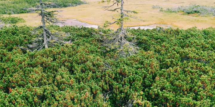 Cage, Peat-bog