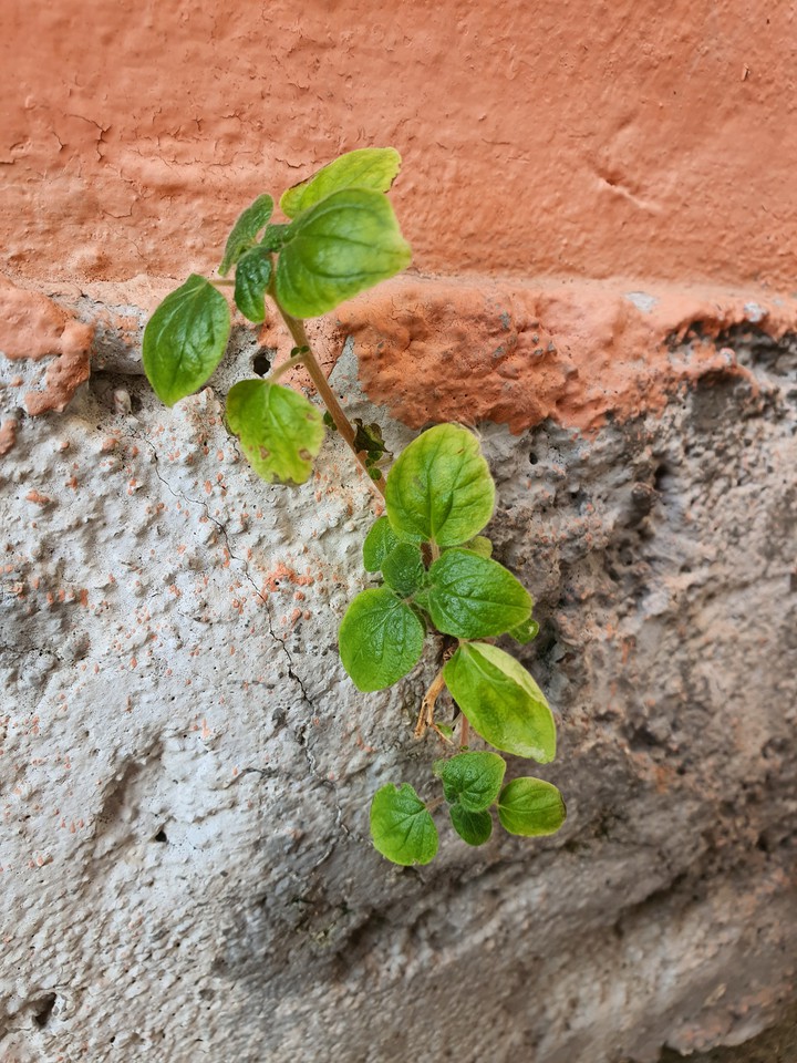 .a