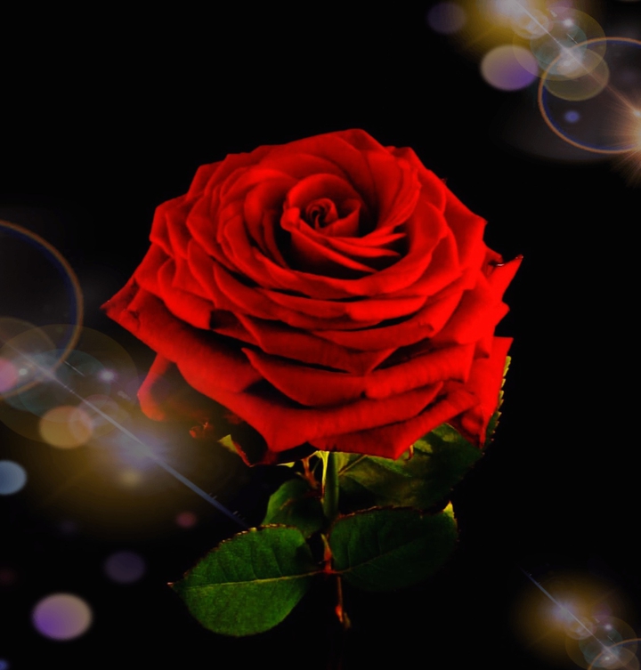 Rose