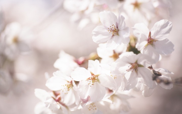 Soft petals of spring
