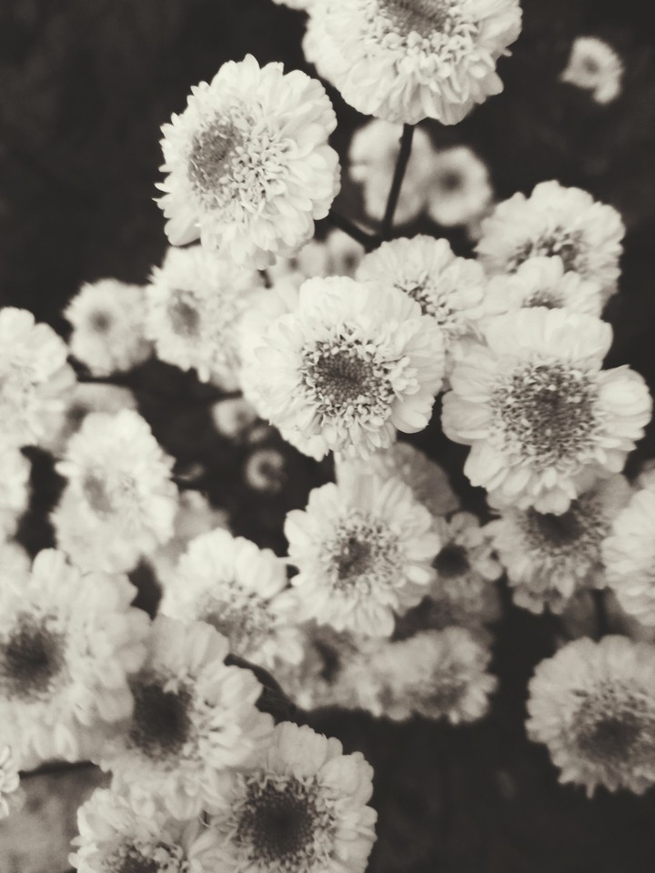 little flower