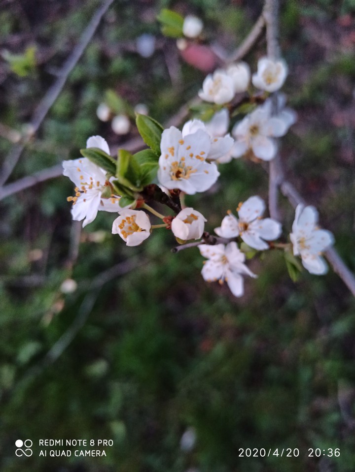 appltree