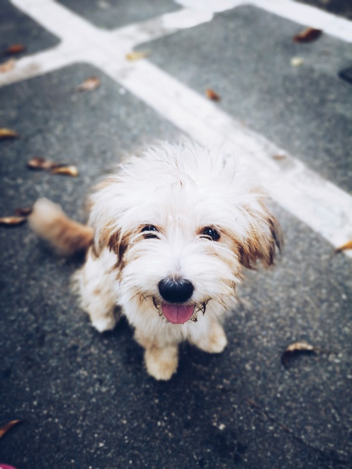 dog
