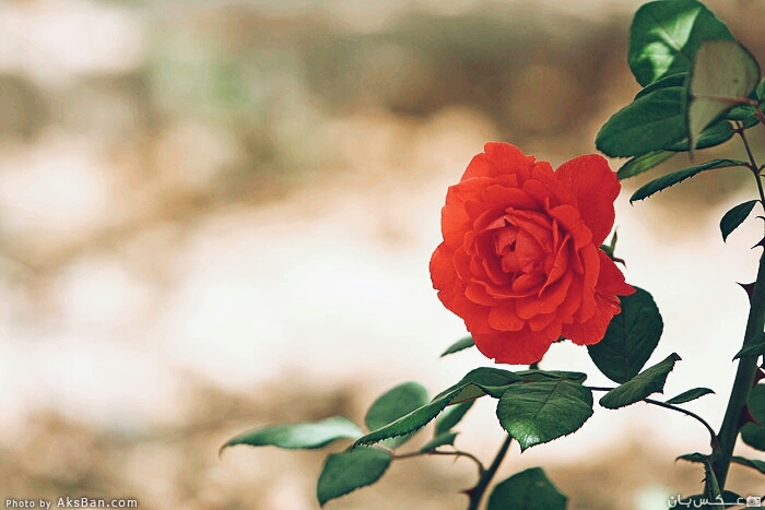 Red rose