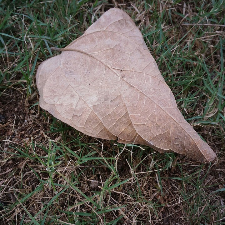 abandoned leaf