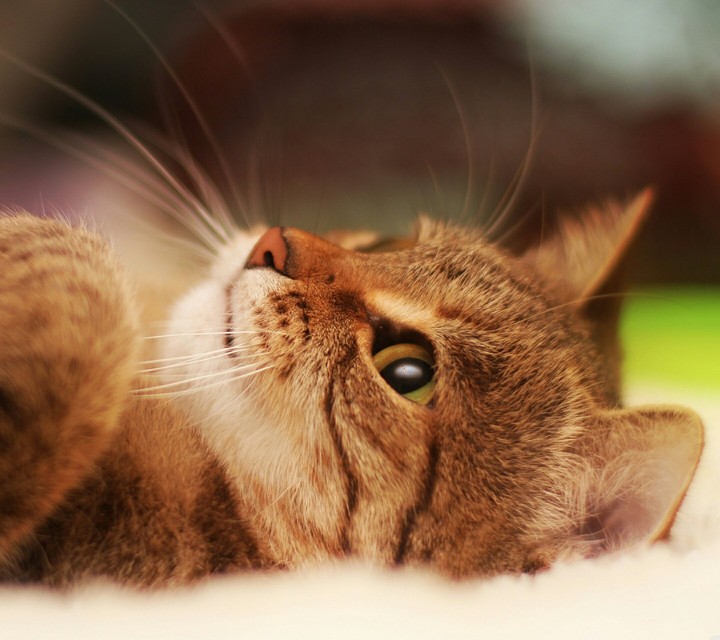 Orange tigercat