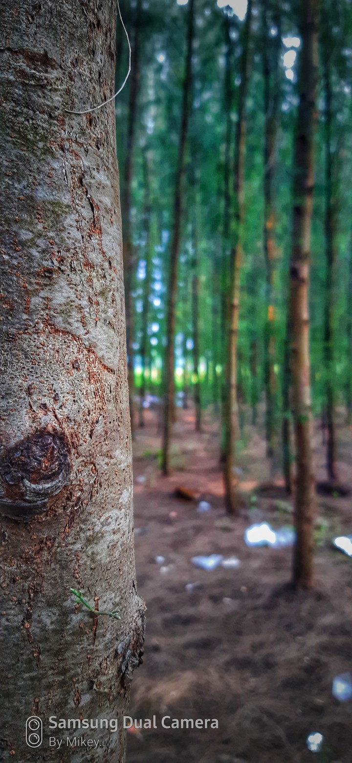 Nature