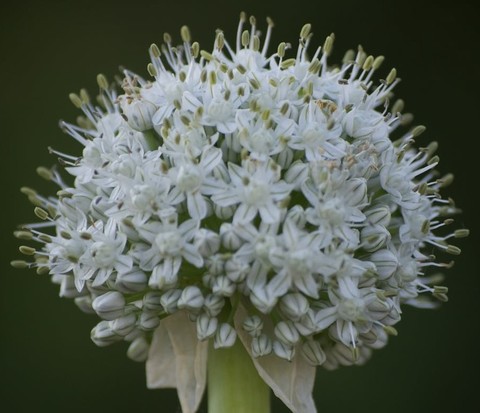 wildflower, allium achtergronden