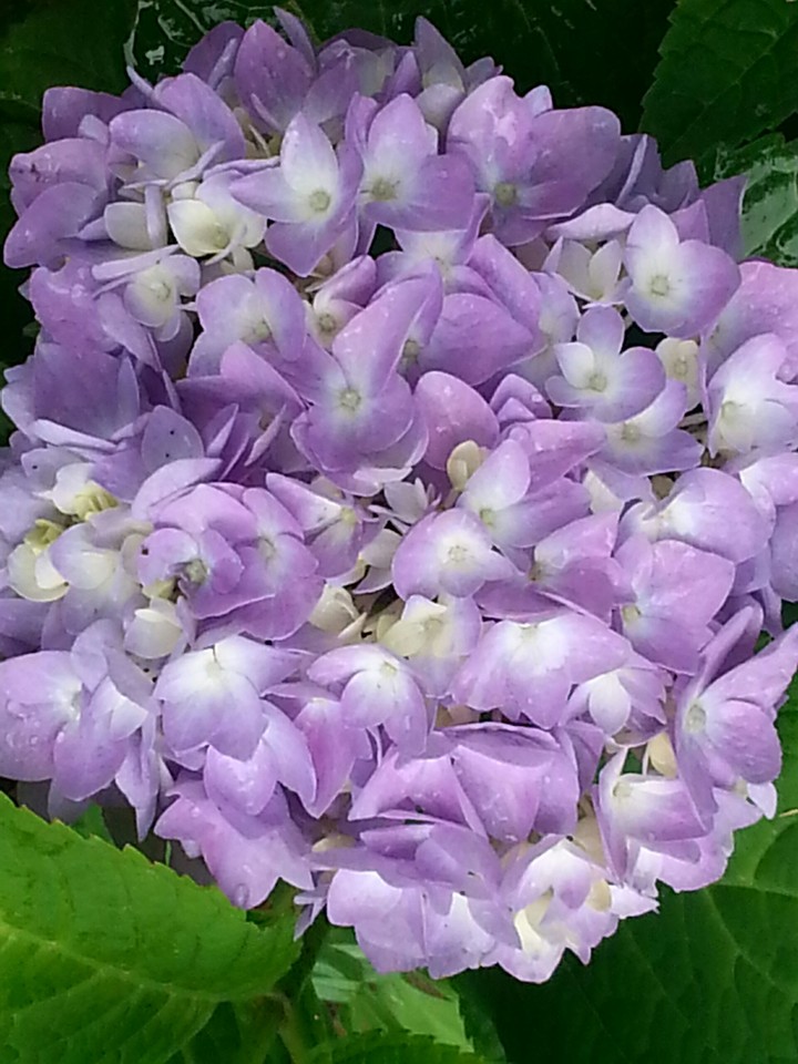 Purple Beauty