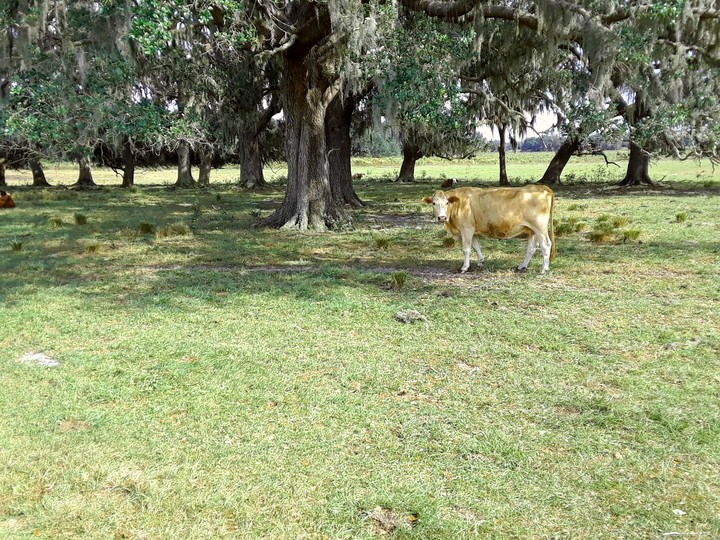 Lonely Cow
