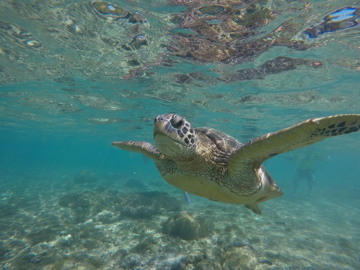 swim with turtles