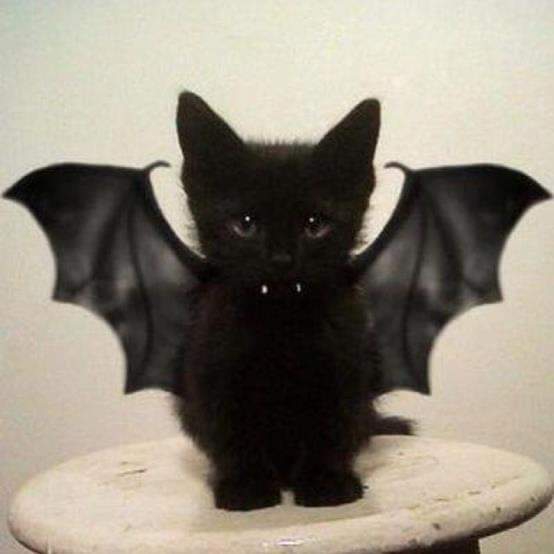 BatCat