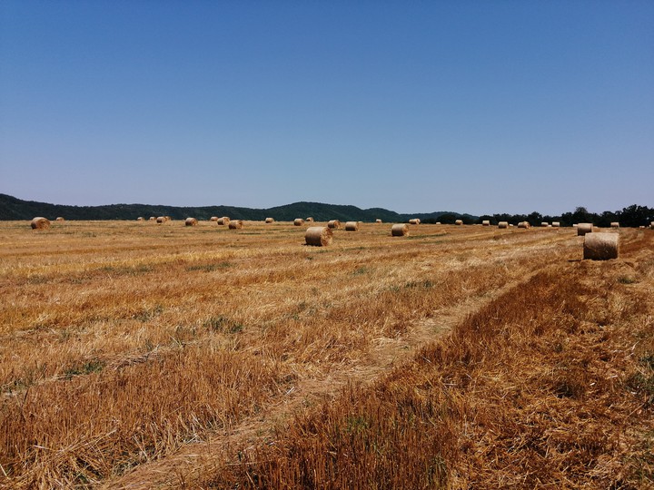 Golden fields
