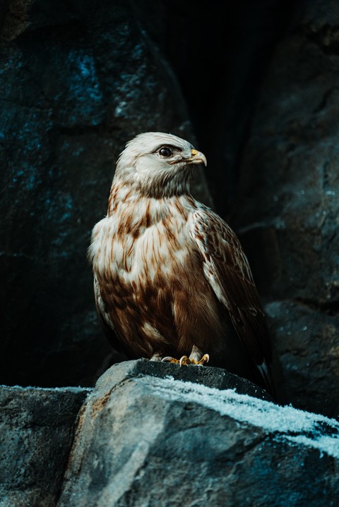 Eagle