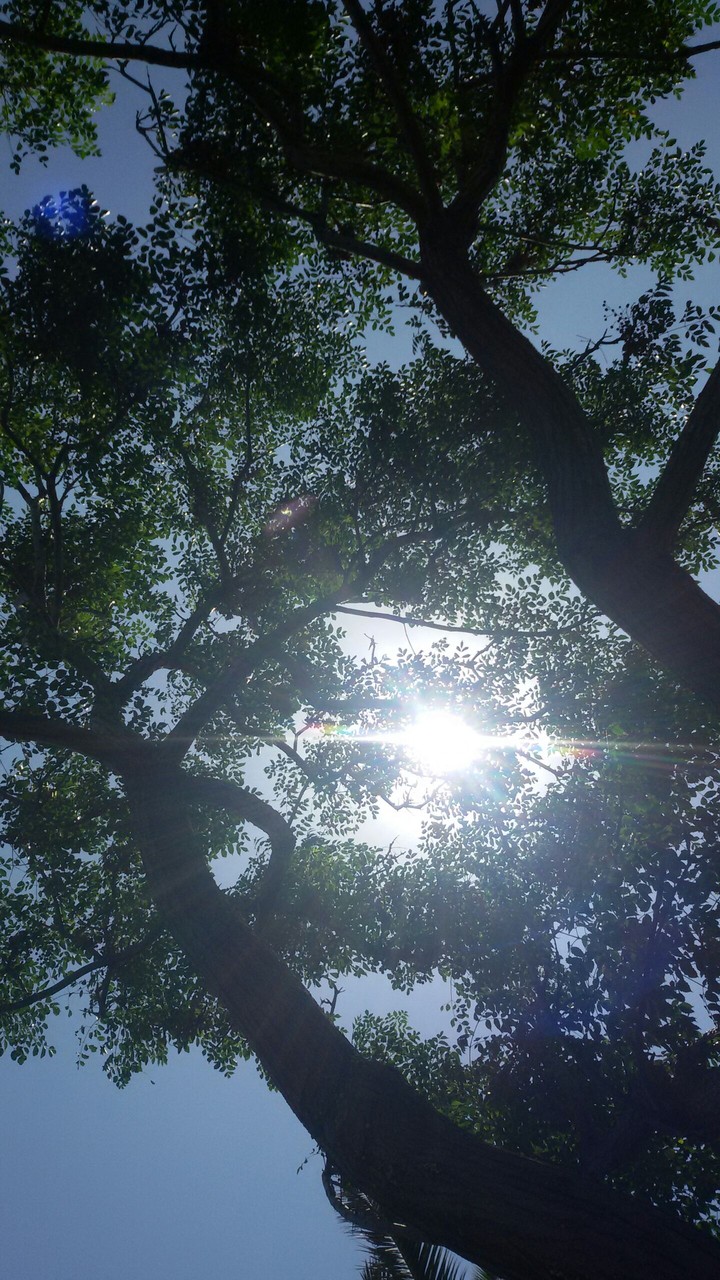 The Suntree