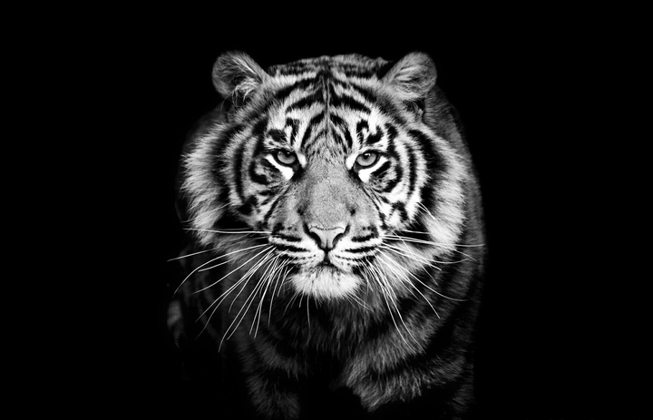 black lion