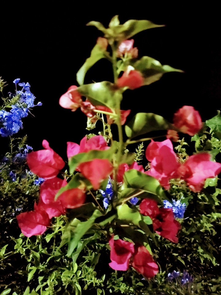 flower