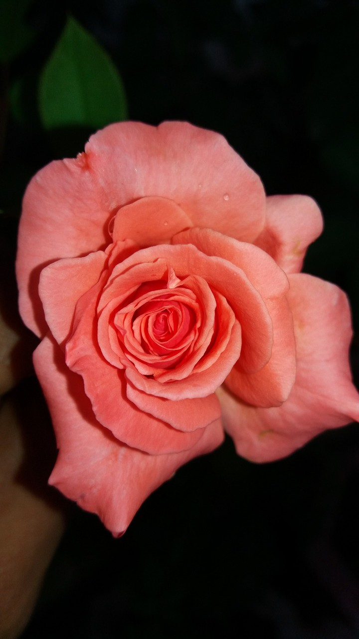 #red #rose