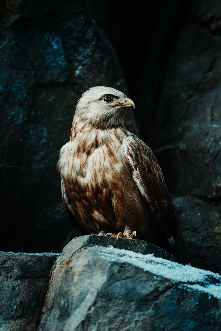 Eagle