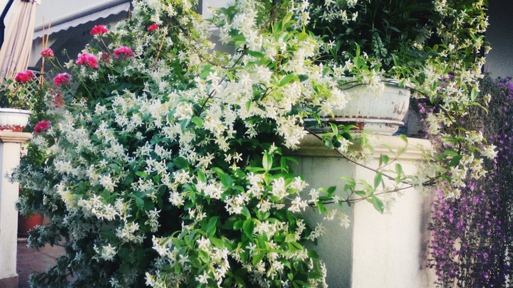 fiori estivi